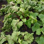 beets_0446
