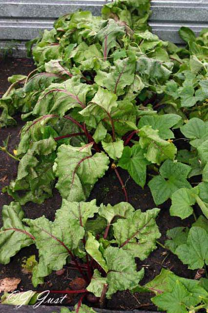 beets_0446