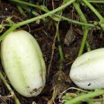 cucs_0443