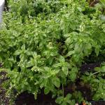 herbs_0437
