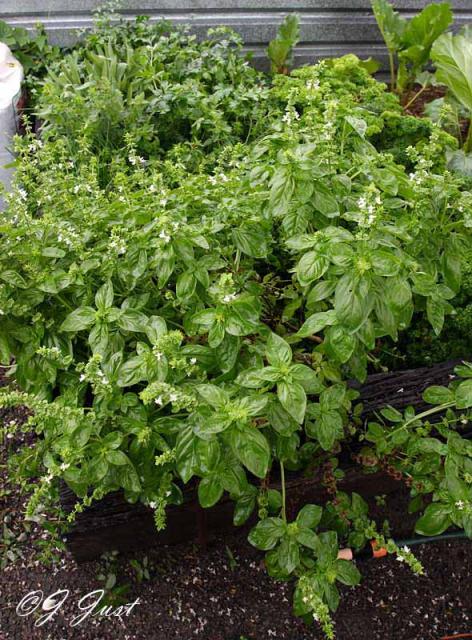 herbs_0437