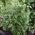 peas_0433