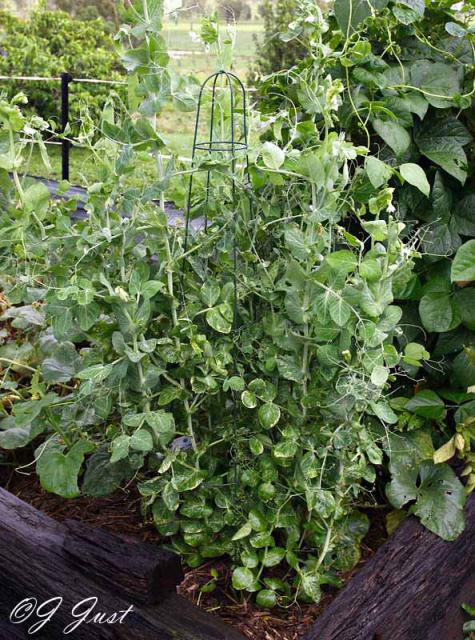 peas_0433