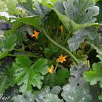zucs_0427