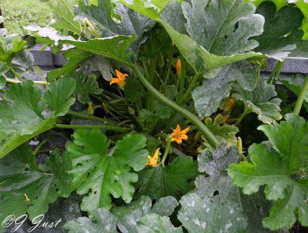zucs_0427