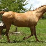 Horses