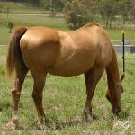 Honey_0287