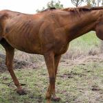 chestnut0418